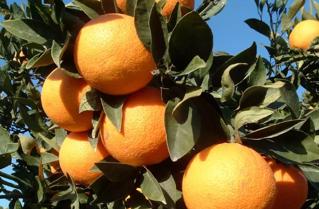 Conheça os impactos da deficiência de boro em citros