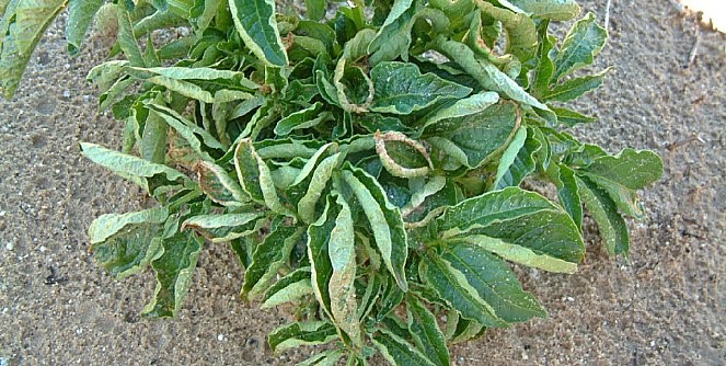 Deficiências do cobre na batata