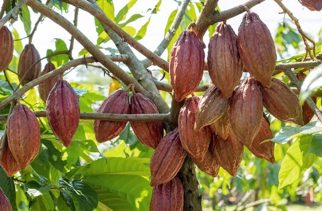 Cacaueiro com frutos maduros