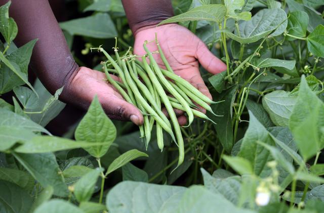 Mãos com vagens de feijão e plantação ao fundo