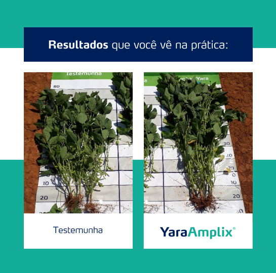 Resultado YaraAmplix BIOTRAC