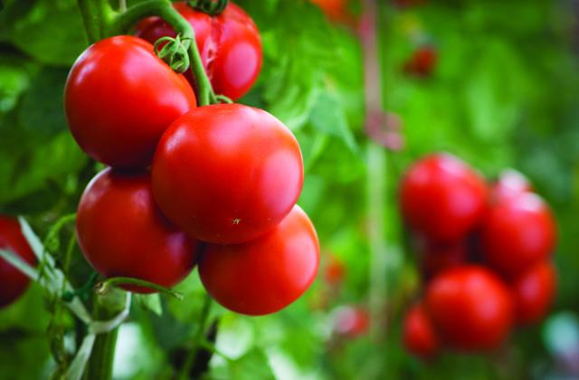 Conheça os Principais Tipos de Tomate para Cultivo no Brasil