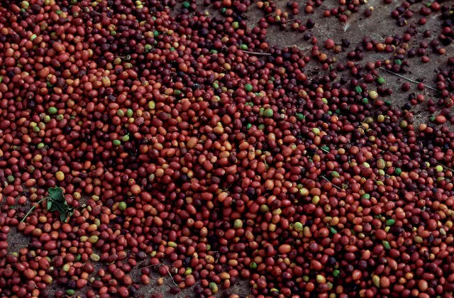 Grãos de Café