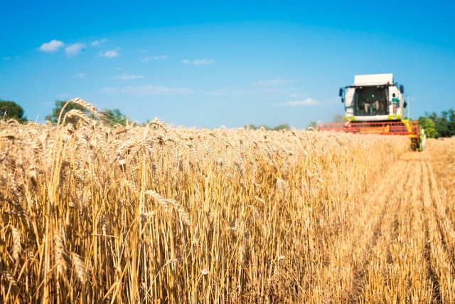 Plantação de Trigo: dicas para melhorar suas safras