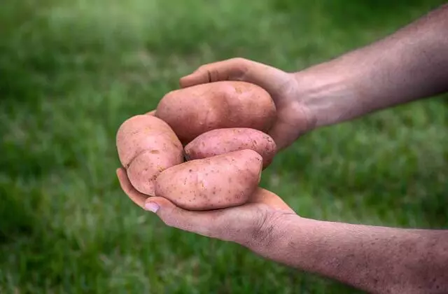 Mãos segurando batatas