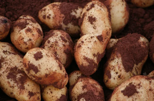 batatas na terra