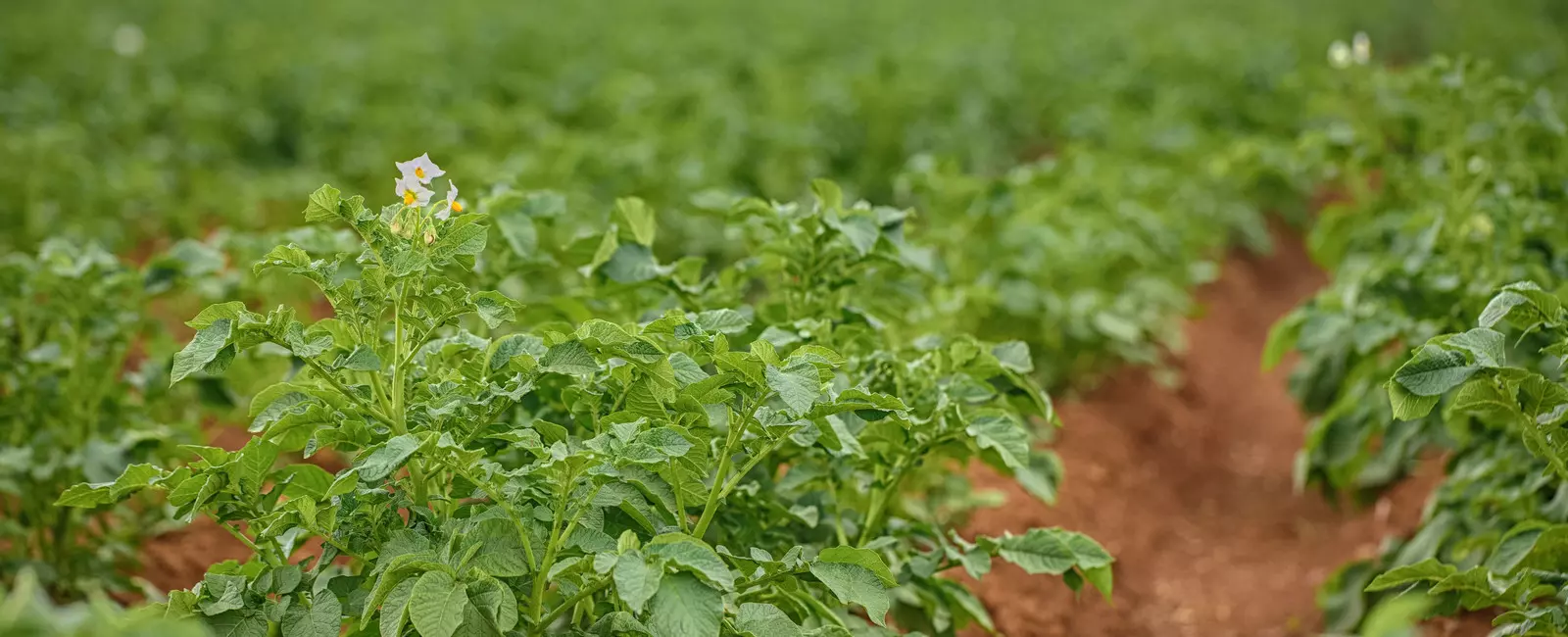 Plantação de batatas