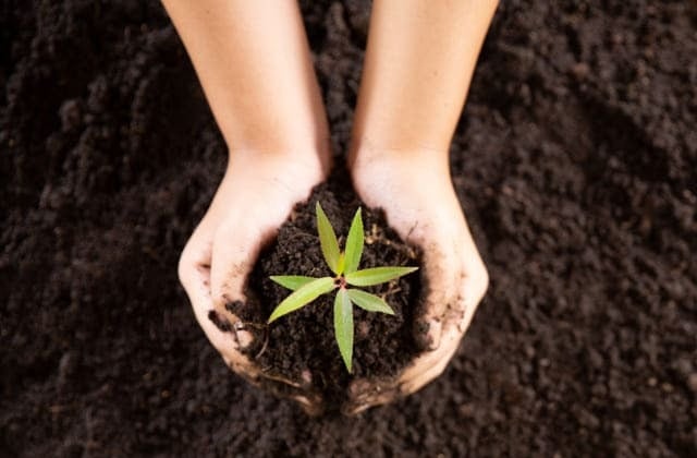 Mãos segurando planta no solo