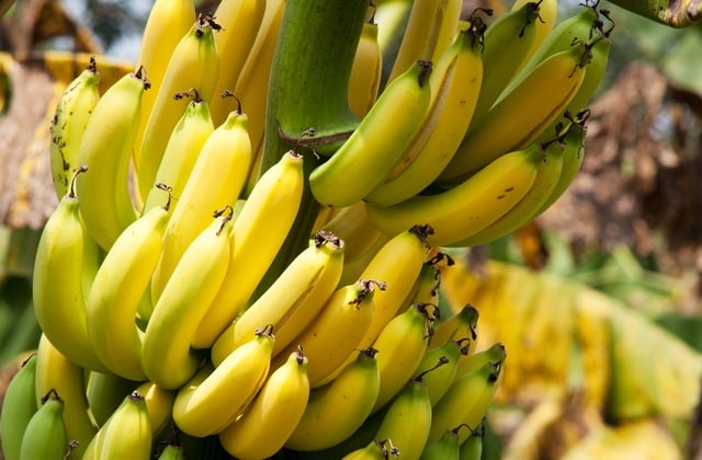 Bananeira com frutos maduros