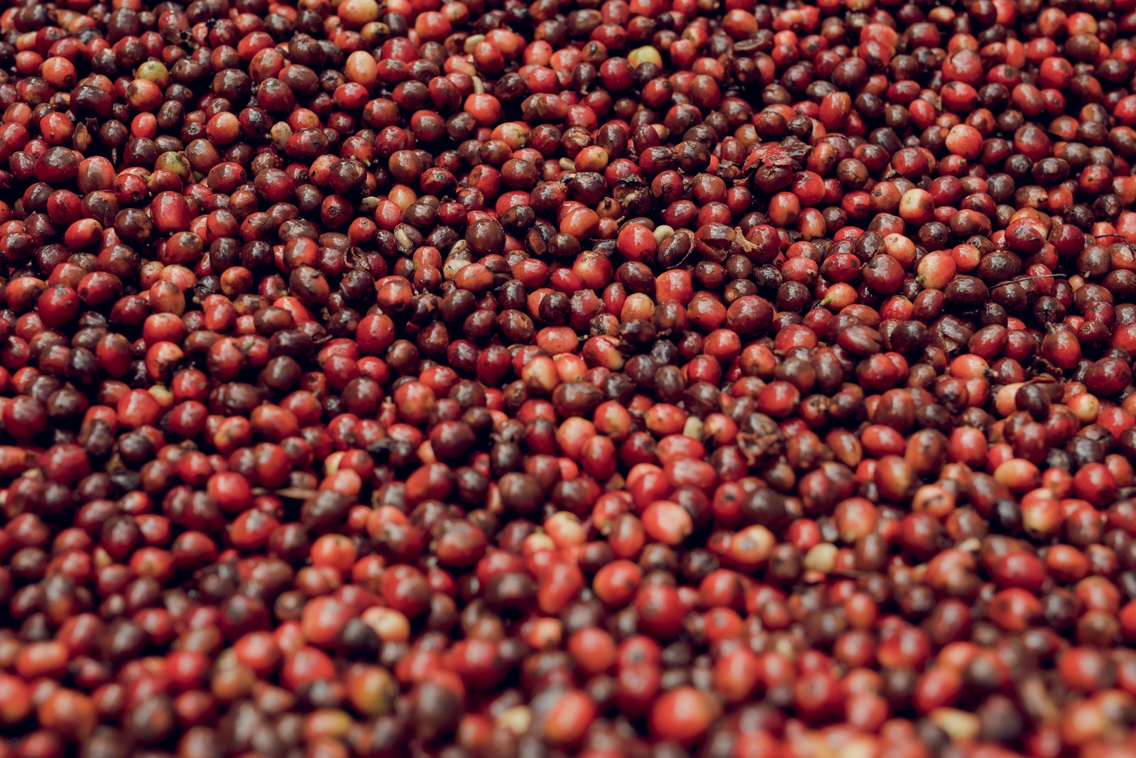 Programa Nutricional NossoCafé