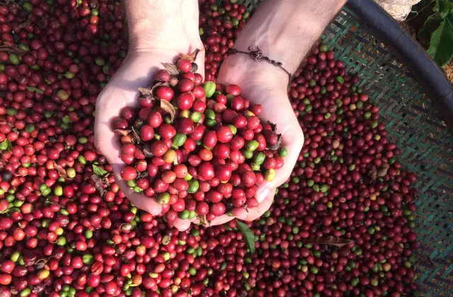 Mãos segurando grãos de café conilon