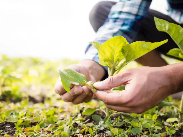 Benefícios dos fertilizantes nitrogenados