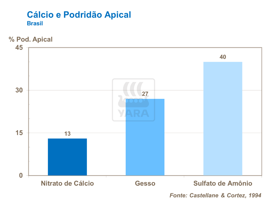 Cálcio e podridão apical