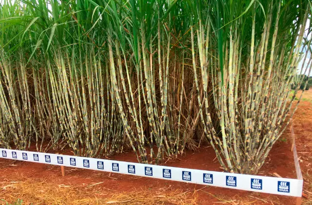 Cultivo da Cana-de-açúcar Yara Brasil