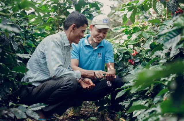 Homens agachados em plantação de café