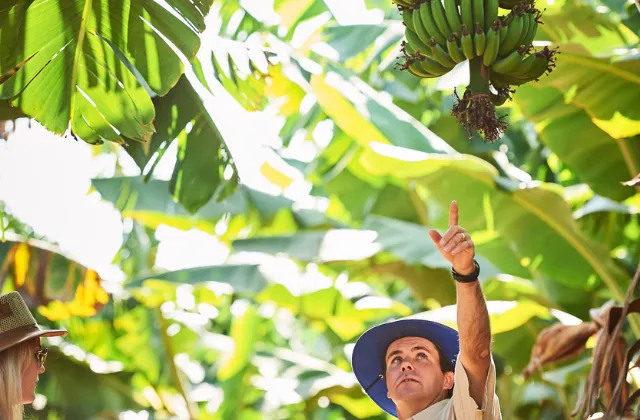 Homem apontando para cacho de bananas