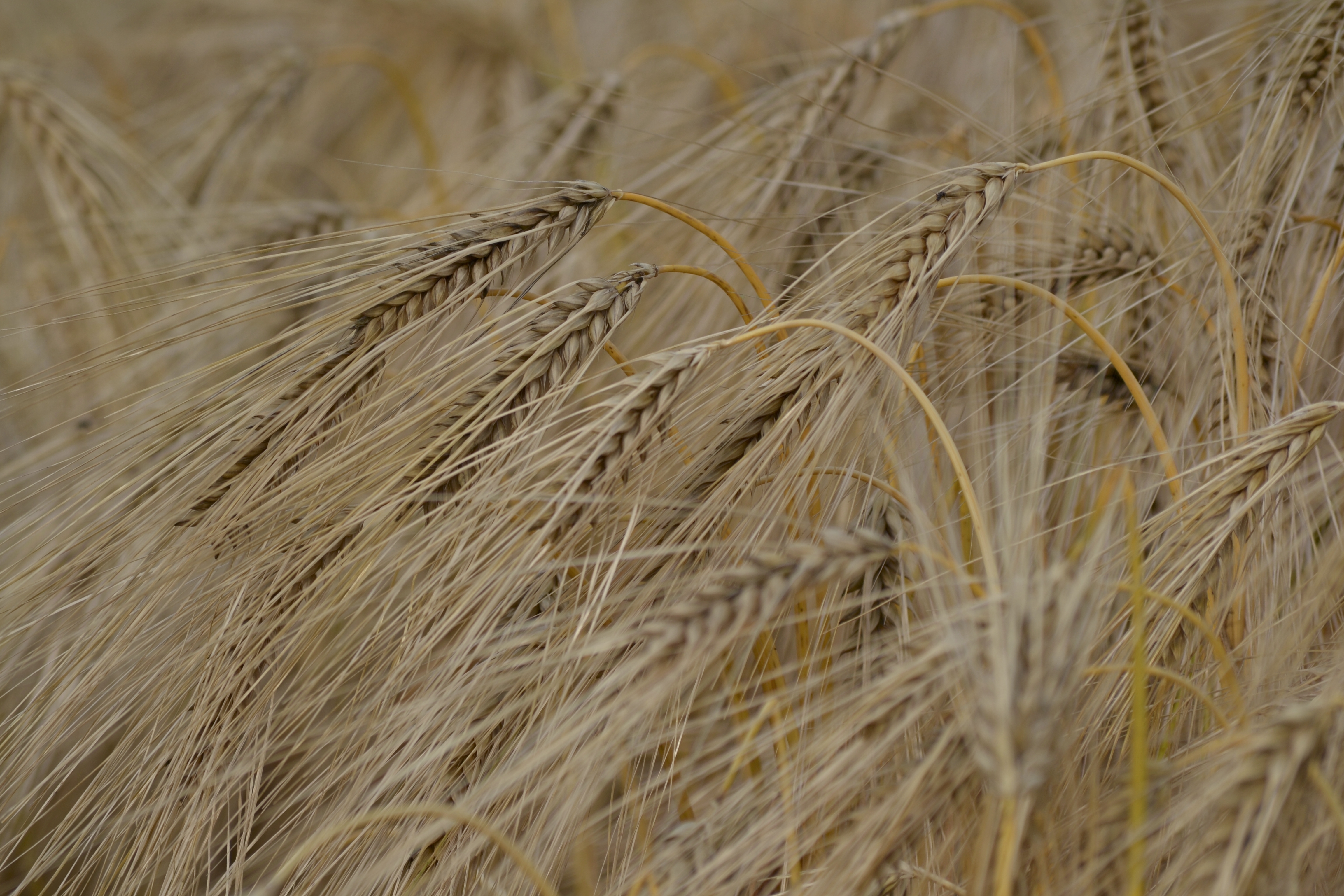 imagem de uma plantação de cevada