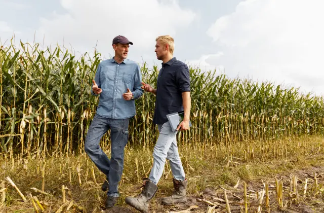 Forragem de milho: quais elementos incluir na nutrição da planta para aumentar a produtividade