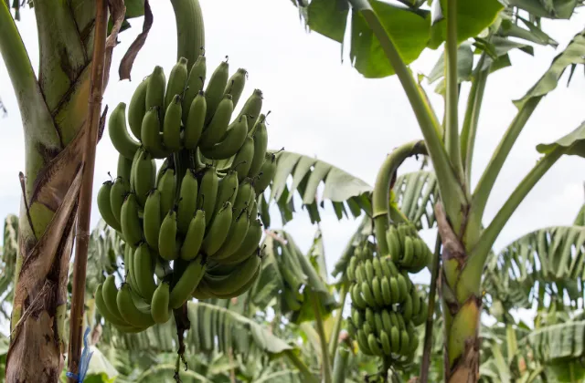 Como aumentar o número de frutos da banana por cacho?