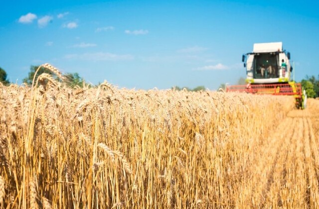 Colheitadeira passando em lavoura de trigo