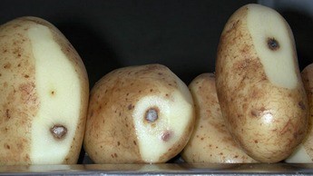 Injúrias na batata