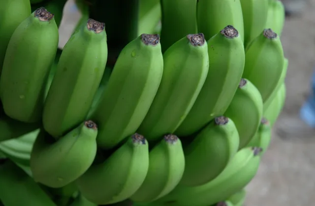 Penca de Bananas Verdes