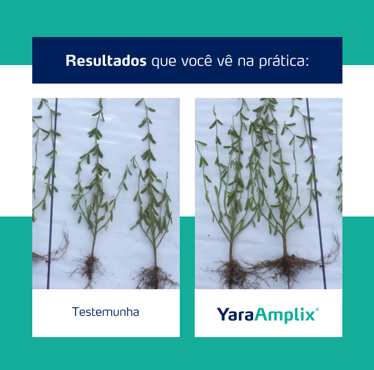 Resultado YaraAmplix BIOTRAC