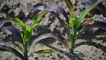 Deficiência de Fósforo