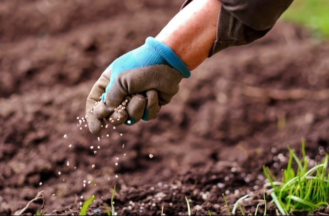 Mão com luva aplicando fertilizante no solo