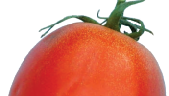 tomate