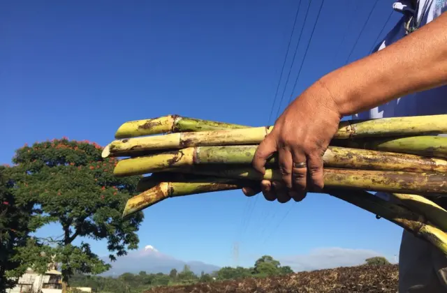 Mão Segurando Pedaços de Cana-de-açúcar