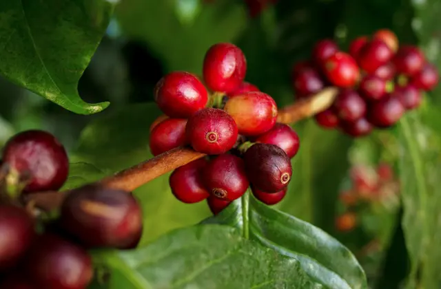 Granação café