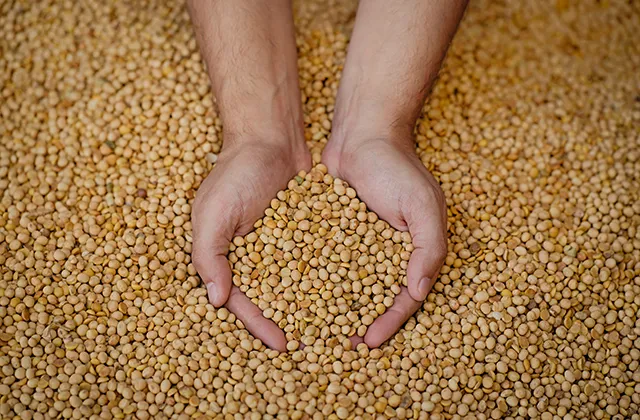 Aumento do número de grãos de soja: como melhorar o rendimento da cultura?