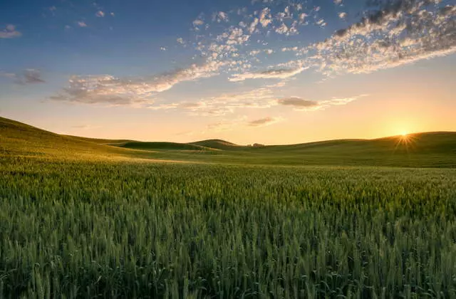  A Versatilidade Do Trigo Na Agricultura E Seus Benefícios