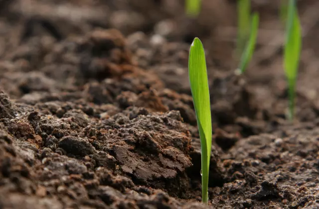 Planta Crescendo na Terra