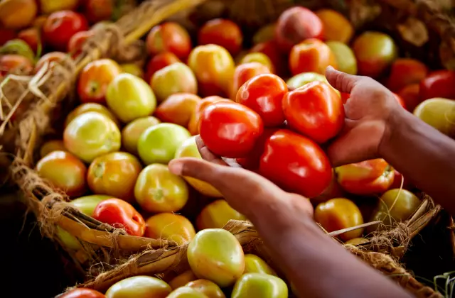 O que influencia o formato do tomate?