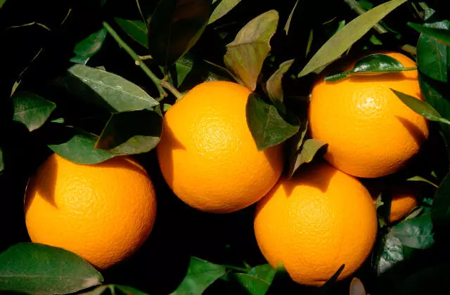 Saiba mais sobre a dominância apical dos citros