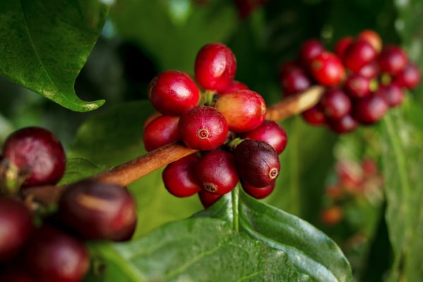 café