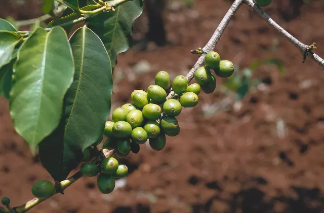 Pé de café com grãos verdes