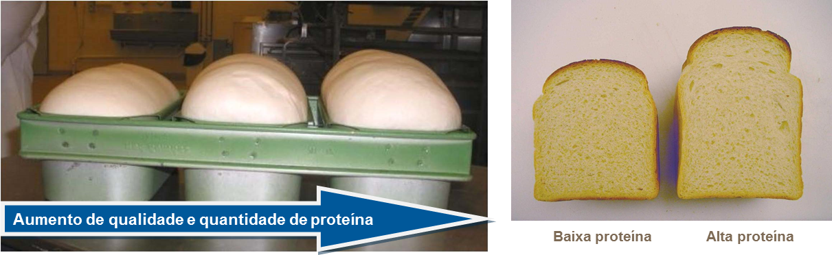 Aumento de qualidade e quantidade de proteína
