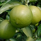 laranja comum