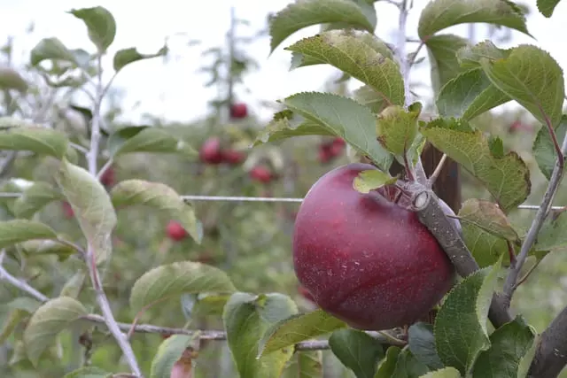 Cultivo de Frutas: Aprenda as Melhores Técnicas Para o Plantio