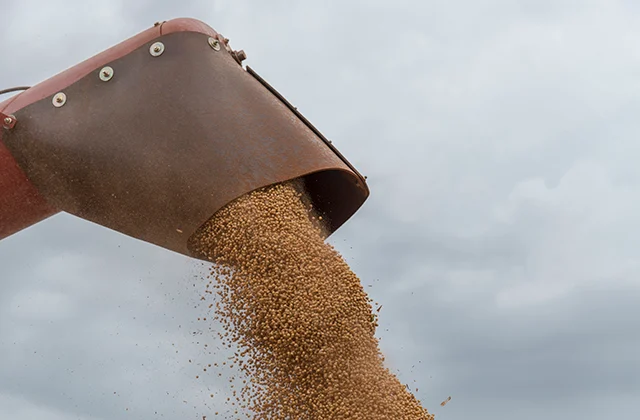 Entenda o impacto da inoculação na produtividade da soja