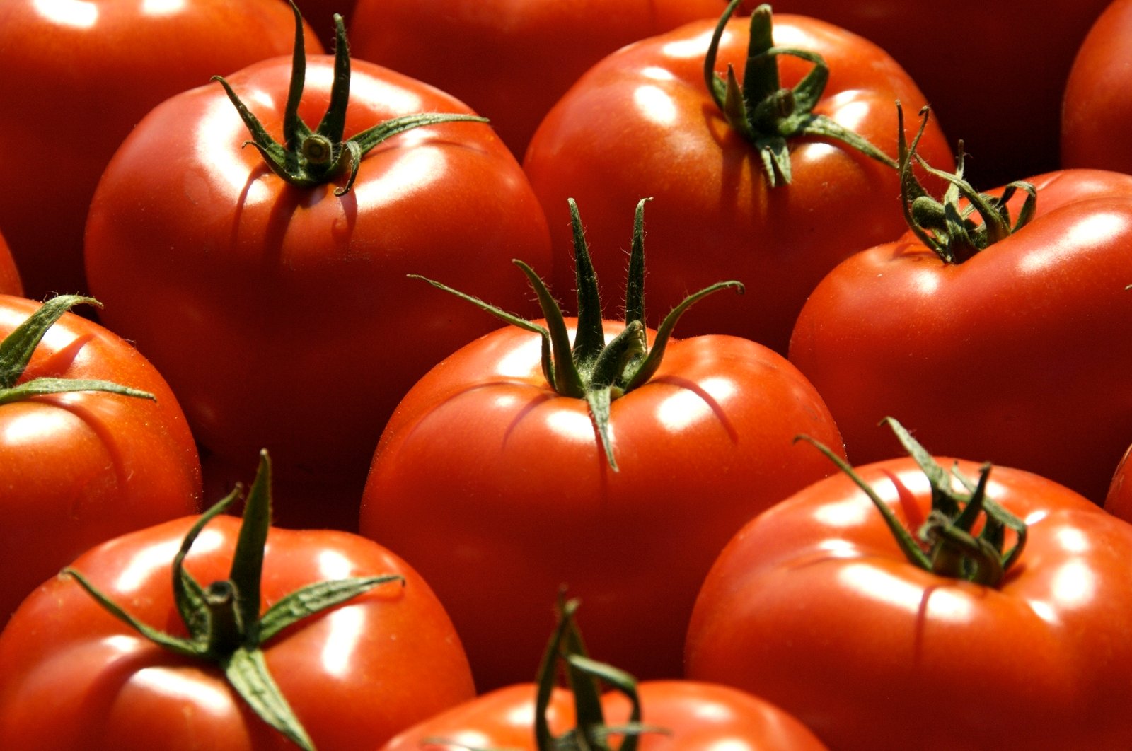 YaraLiva NITRABOR para tomate