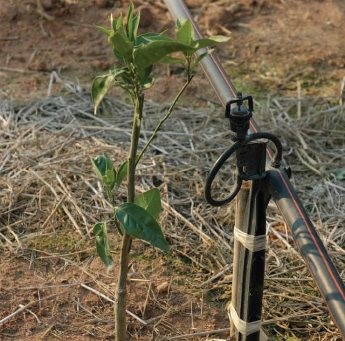 Sprinklers fornecem água e nutrientes