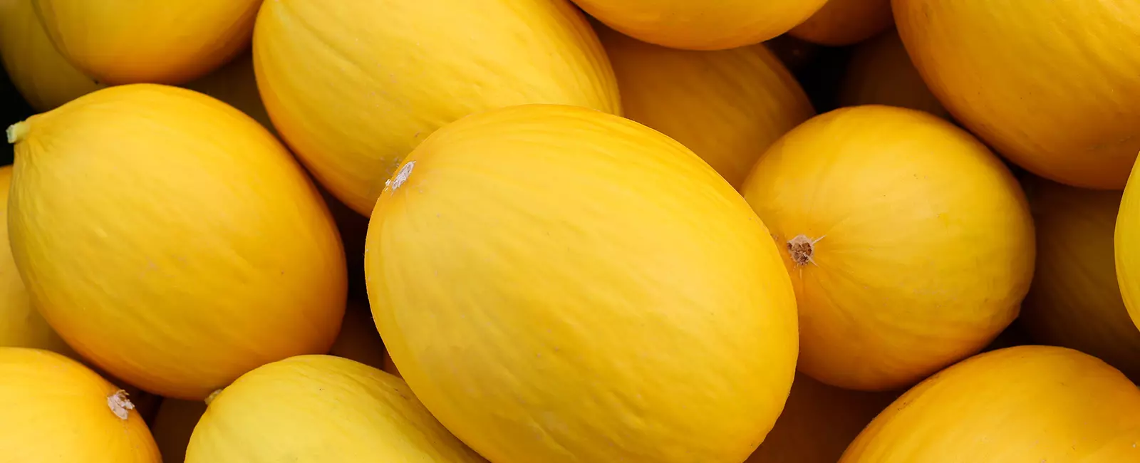 Melões amarelos