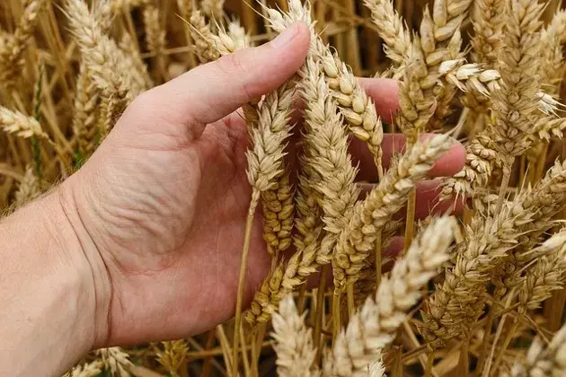 Como ter uma ótima colheita de trigo?