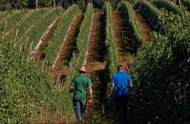 Produtores na plantação de tomate