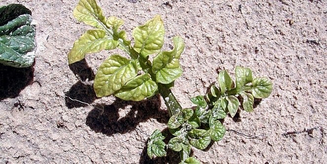 Função do Molibdênio na Produção de Batatas