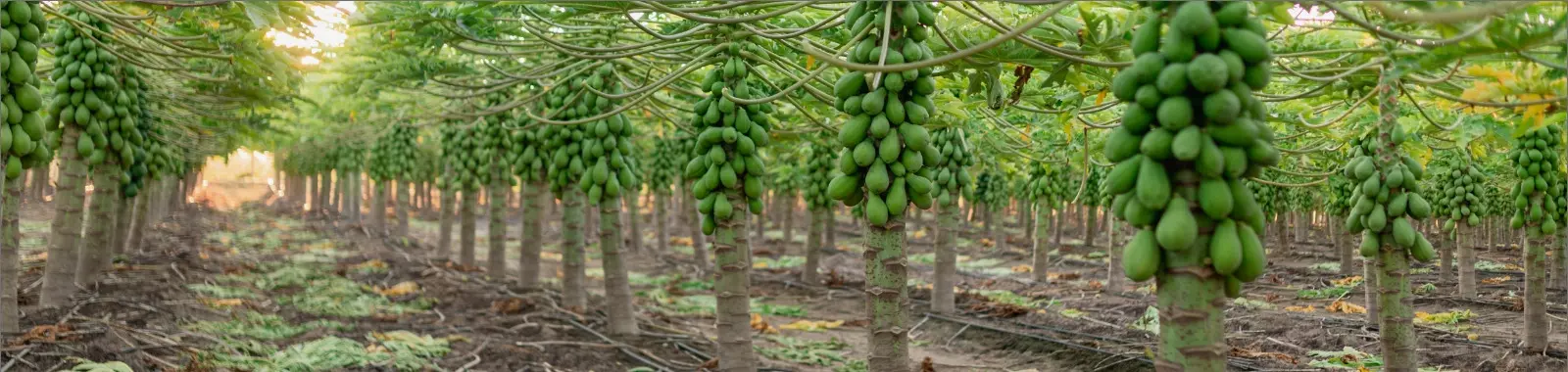 Plantação de mamões fertirrigados